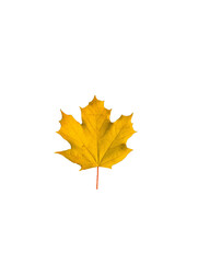 yellow maple leaf png. leaf png, atumn leaf isolated on white transparent backround