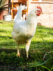 Gallina Blanca en Pasto Verde: Escena Rural y Vida Campestre