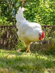 gallina blanca con cresta roja buscando comida en un jardín