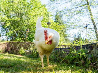 gallina blanca con cresta roja buscando comida en un jardín