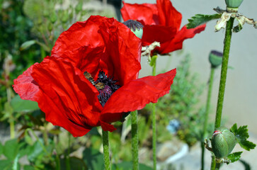 Papaver Orientale