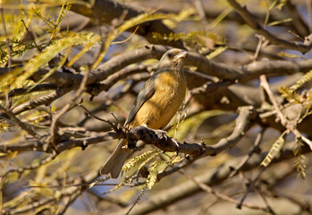Beautiful bird posing between light and shadow on the branches of a tree.