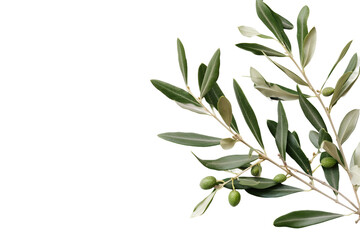 Olive Plant on a Transparent Background