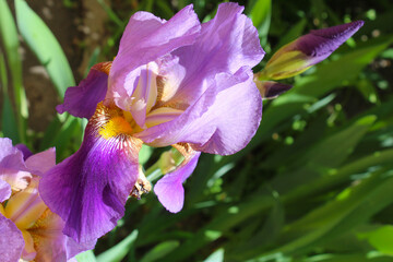 iris flower close-up on green blurred natural background, iris flower in the garden