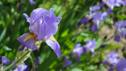 blue iris flowers