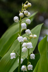 White bell-like flowers in the forest called lily of the valley or also called Convallaria majalis, the Netherlands