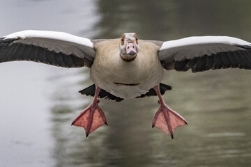 Goose landing