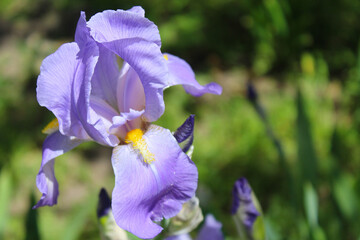 iris flowers, spring flower