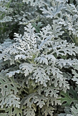 Dusty miller (Silver dust)