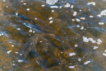Sturgeon Spawning At The Fox River Dam And Rapids In De Pere, Wisconsin, In Late April
