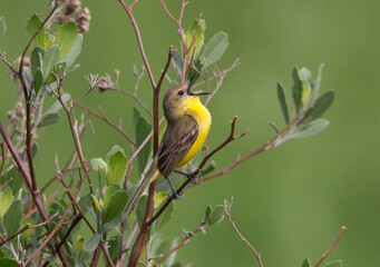 Small multicolored bird chirping among the branches of a tree.