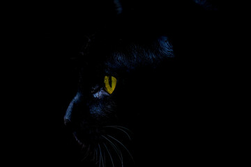 black cat face