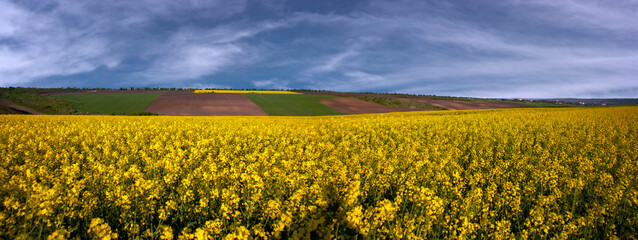 Panorama of a vast rapeseed field. Endless fields. Yellow flower attracts bees.