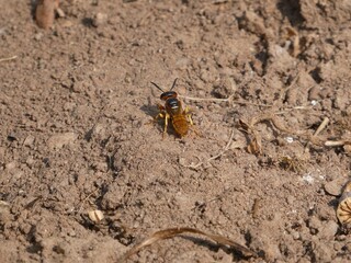 Bienenwolf auf Nahrungssuche