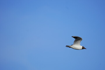 black headed seagull in the sky