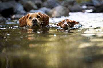 dog in the water