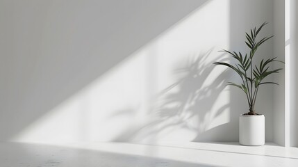 Potted Palm Plant Casting Shadow in Bright White Room