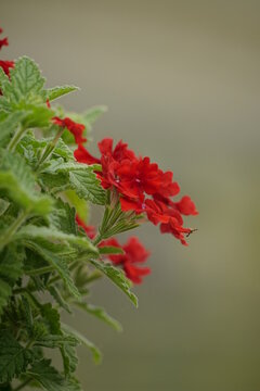 Red Verbena hybrida flower close-up