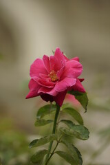 Obraz premium Roses bloom in the garden