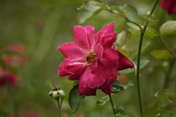 Roses bloom in the garden