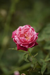 Roses bloom in the garden