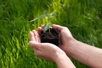 A man holds a plant seedling in his hands against a background of green grass. Earth Day. Top view. Space for text. 