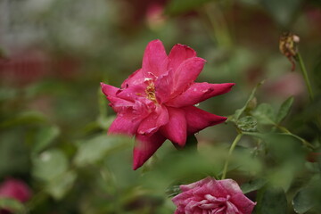 Roses bloom in the garden