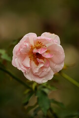 Obraz premium Roses bloom in the garden