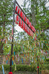 仙台 大崎八幡宮 夏の参道風景