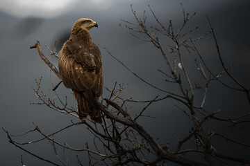 red tailed hawk