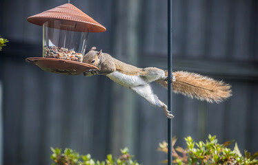 Gray Squirrel or Sciurus Carolinensis robbing a bird feeder in a residential back yard in...