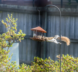 Gray Squirrel or Sciurus Carolinensis robbing a bird feeder in a residential back yard in...
