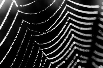 spider web with dew drops