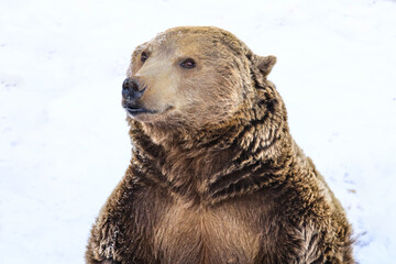 brown bear in water