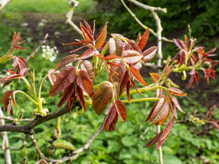 close up of a new leaves