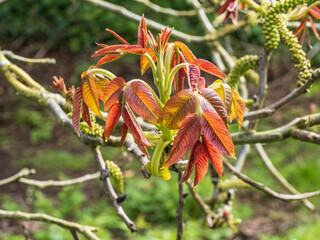 close up of a new leaves