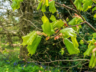 Seeds on new leaves