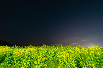 夜の菜の花畑