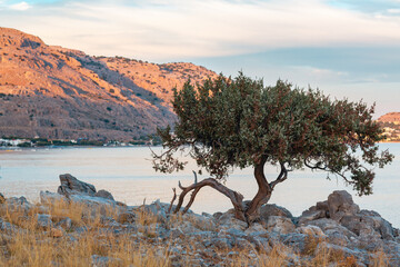 Sunset on a beach of Mediterranean Sea in Greece, Rhodes. Coastline with olive tree and hills, warm...