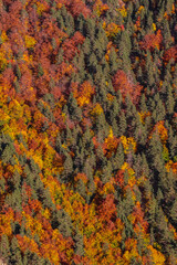 autumn leaves background