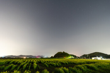 夜の菜の花畑