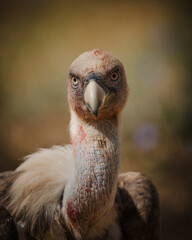 portrait of a vulture
