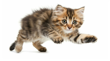 A young kitten is enthusiastically playing with its own paw, displaying energy and curiosity in a cute and playful manner