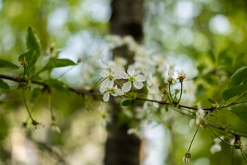 Cherry blossoms, a twig with flowers on the street