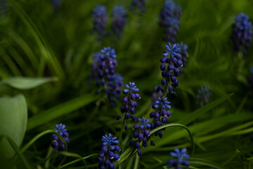 blue spring flowers on the street, close-up