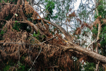 View of broken tree on sea shore. Fallen pine tree. Uprooting of pine stumps on beach near sea. Fallen trees on sand beach after storms and flushing coast. Cutting down trees to improve the landscape.