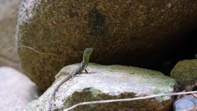 baby native Asian chameleon or Chinese Water Dragon sits on a rock.