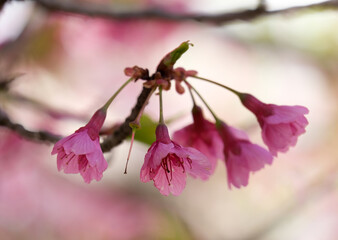 Spring blooming a small tree Taiwan cherry, Formosan cherry, or bellflower cherry (lat.- Prunus campanulata)