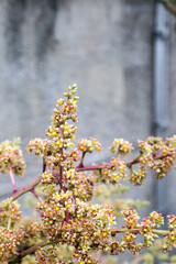 The blooming Mango flowers.