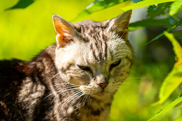 日向ごっこをする老猫